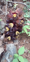 Bdallophytum americanum