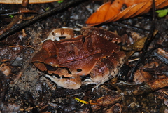 Leptodactylus knudseni
