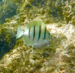 Acanthurus triostegus sandvicensis