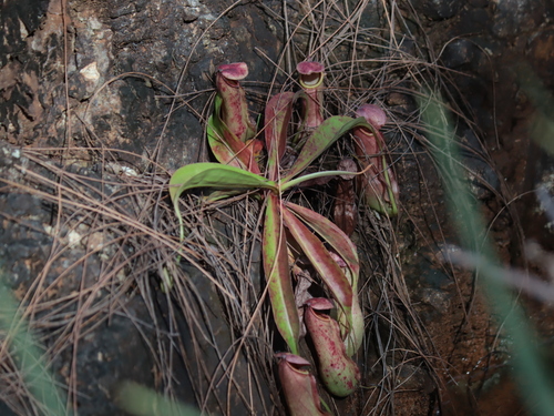 Nepenthes mirabilis