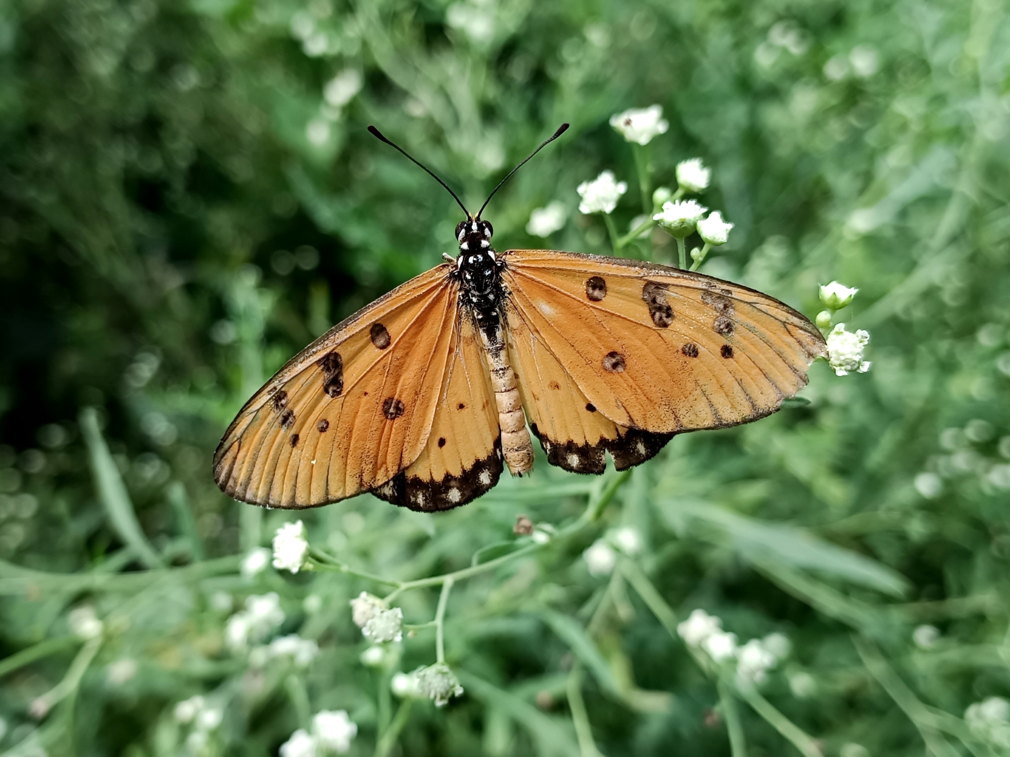 Tawny Coster