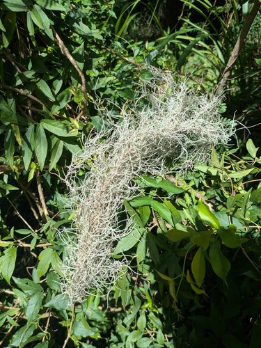 Tillandsia usneoides observed 2025-05-28