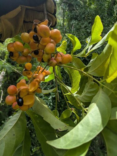 Harpullia pendula observed 2025-05-28