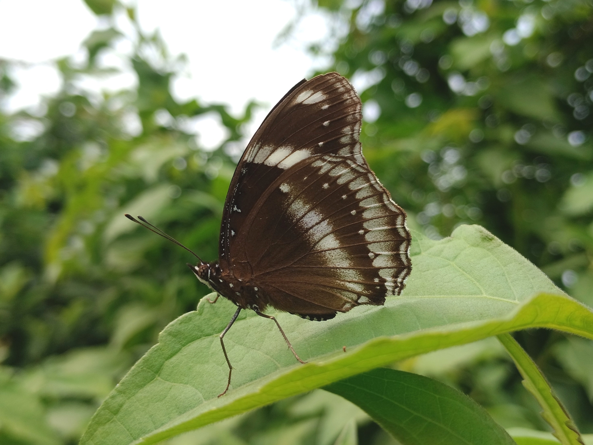 Great Eggfly