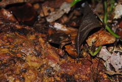 Rhinella castaneotica