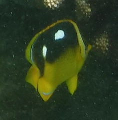 Chaetodon quadrimaculatus