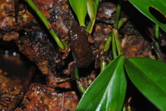 Rhinella castaneotica