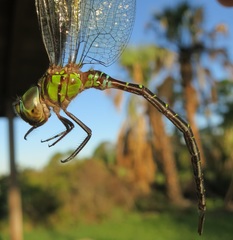 Triacanthagyna trifida