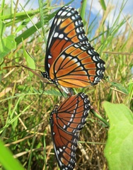 Limenitis archippus floridensis