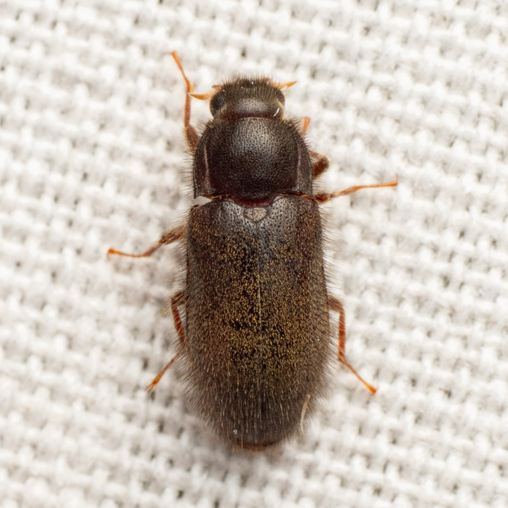 Dryops arizonensis