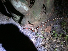Lampropeltis elapsoides