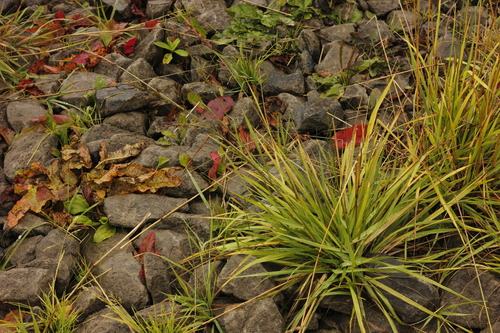 Festuca rubra