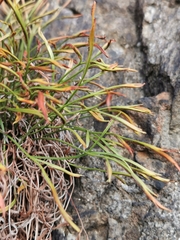 Asplenium septentrionale