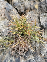 Asplenium septentrionale