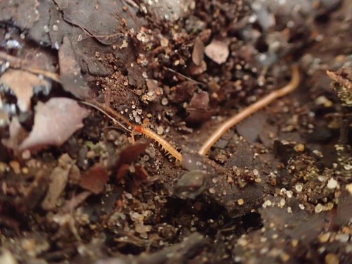 Boreal Yellow-headed Soil Centipede, photo 2 of 10
