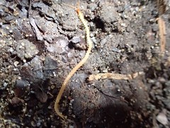 Geophilus flavus