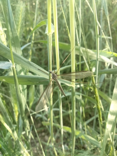 Unknown species found near South Boise Village, Boise, ID 83706, USA
