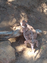 Phrynosoma