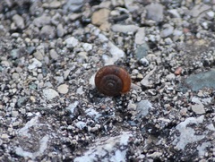 Discus rotundatus