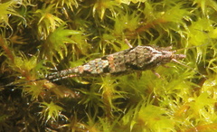 Pedetontus submutans