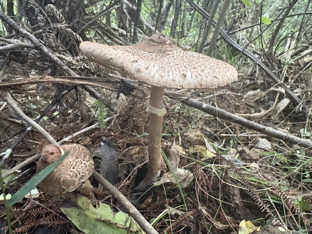 Macrolepiota clelandii · May 2025 · photo: © madison78 (iNaturalist, cc0)