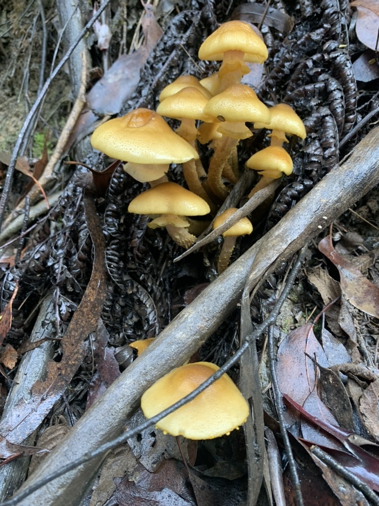 Armillaria luteobubalina · May 2025 · photo: © yung_bojangles (iNaturalist, cc0)