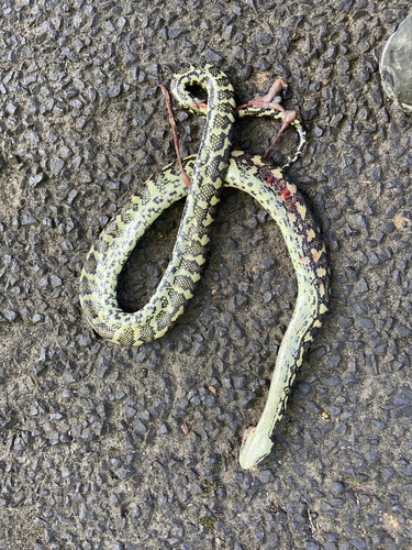 Carpet Python sighting