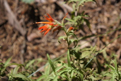Castilleja disticha