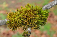 Orthotrichum consimile
