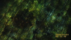 Orthotrichum consimile