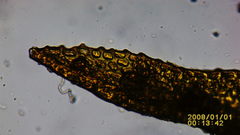 Orthotrichum consimile