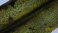 Orthotrichum consimile