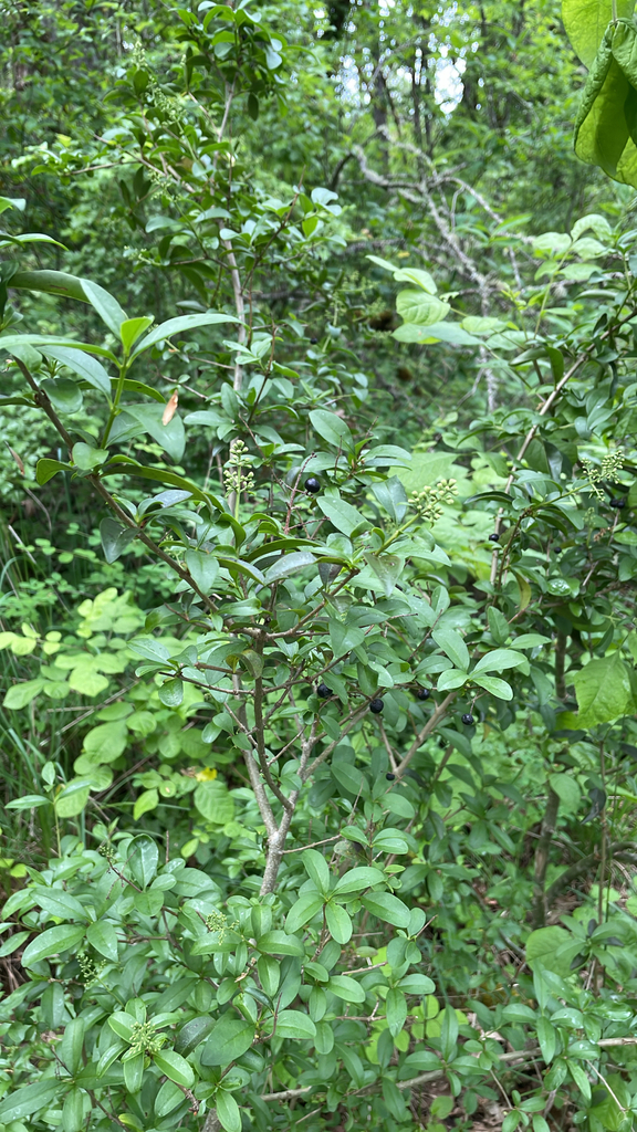 Ligustrum