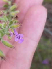 Hedeoma reverchonii