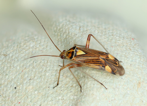 Striped Oak Bug, photo 2 of 10