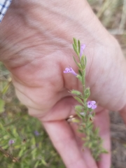 Hedeoma reverchonii