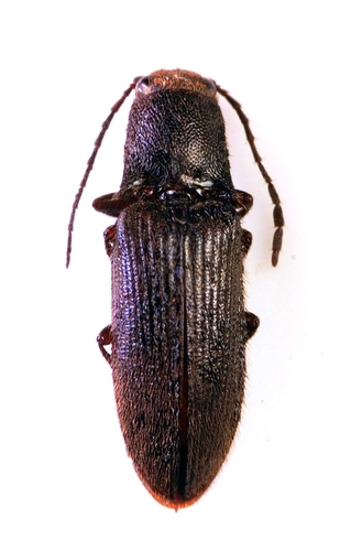Propsephus, 2019-09-14