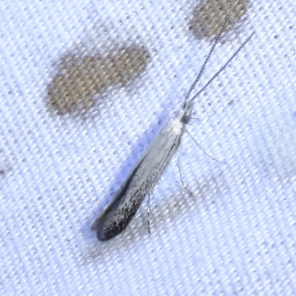 Coleophora querciella