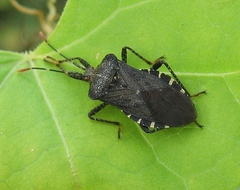 Anasa armigera