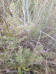 Hedeoma reverchonii
