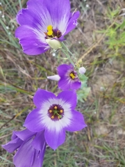 Eustoma russellianum