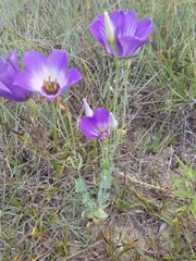 Eustoma russellianum