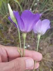 Eustoma russellianum