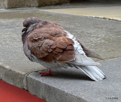 Columba livia domestica