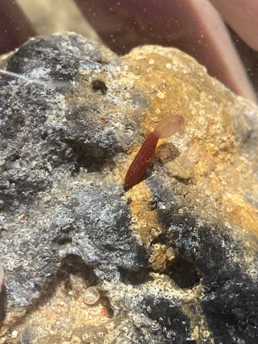 Leptosynapta observed 2025-05-31