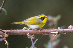Black-Faced Warbler photo 4