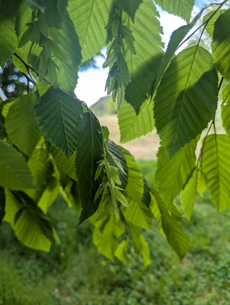 Carpinus