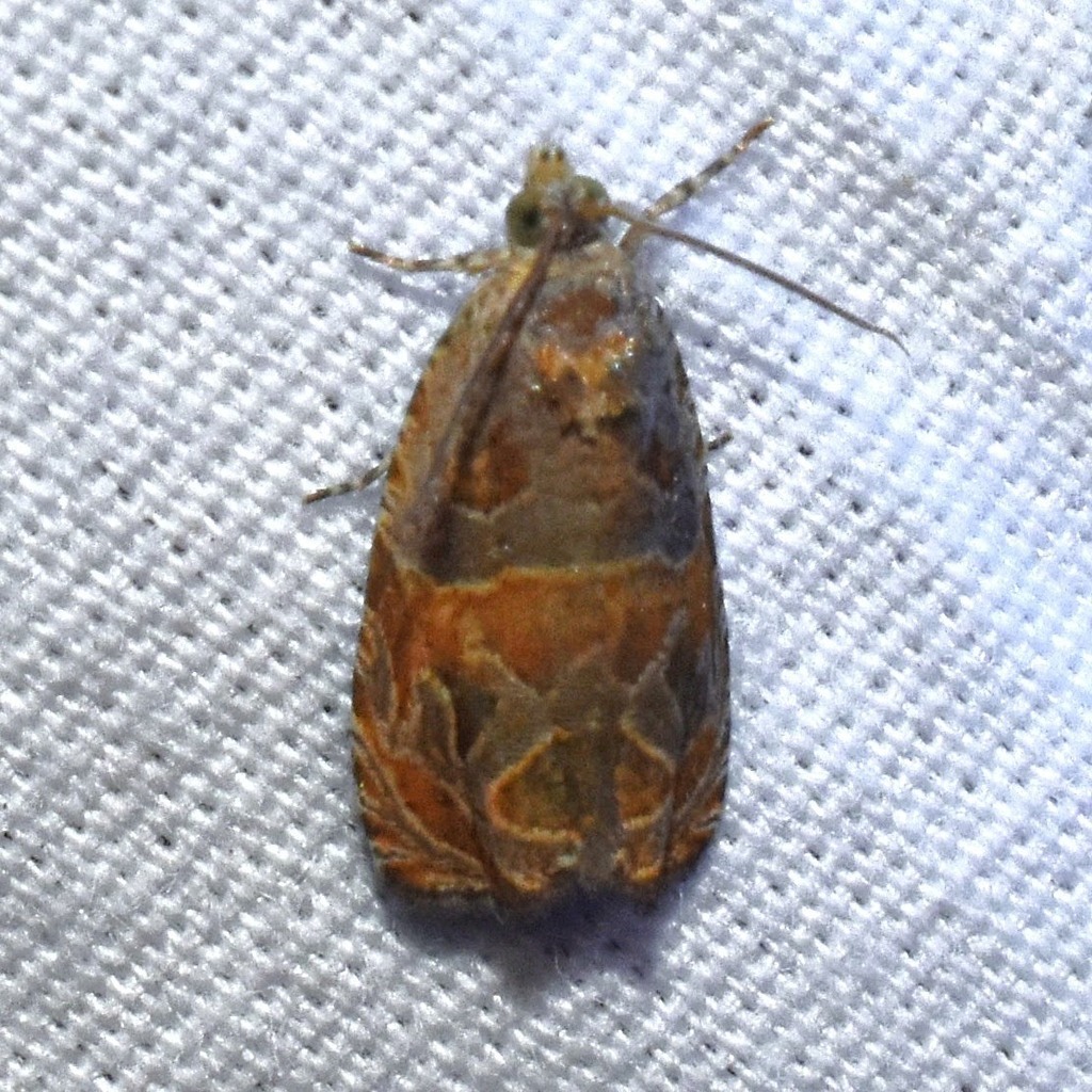 Olethreutes sericoranum