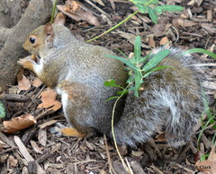 Sciurus carolinensis