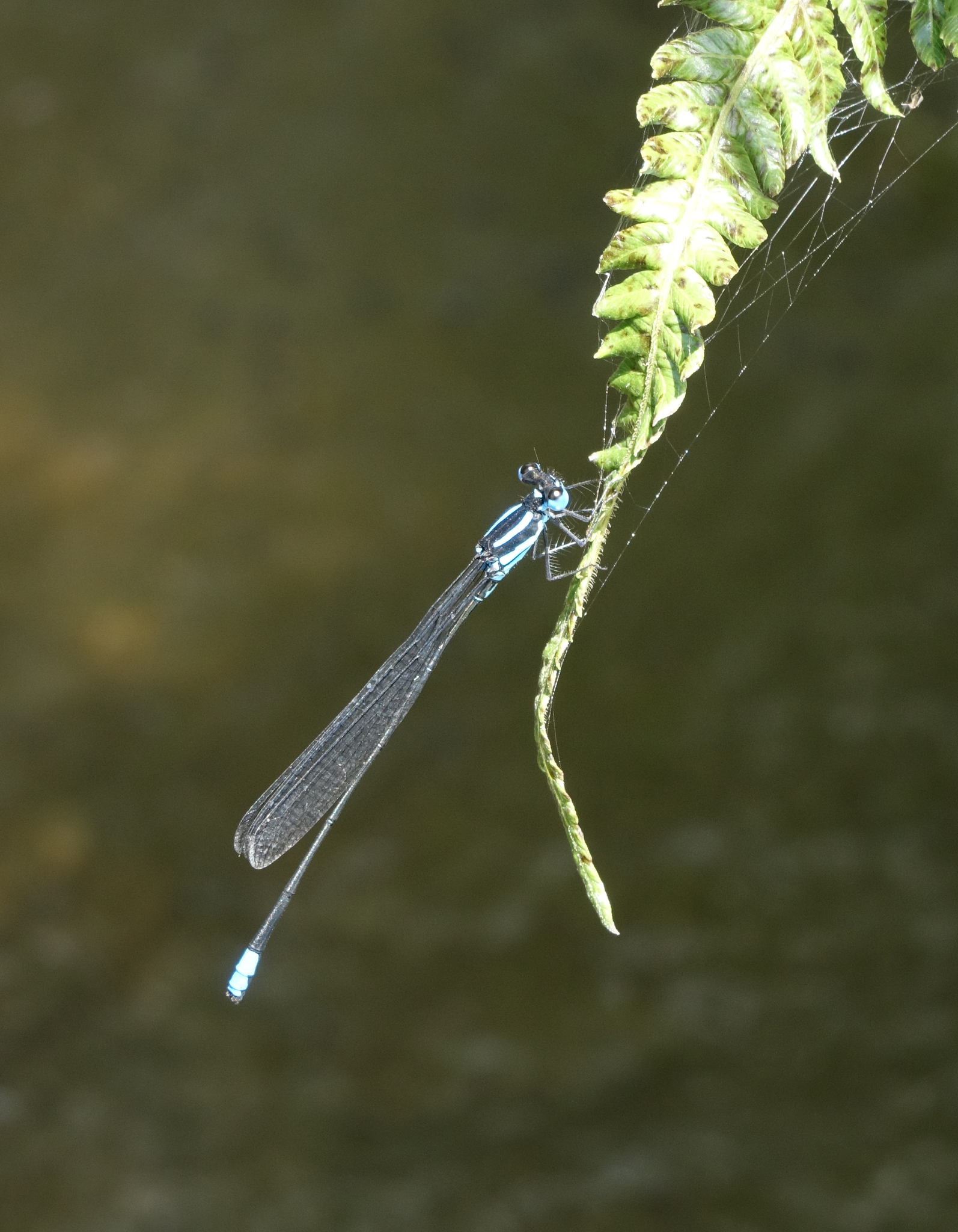 Palni Bambootail